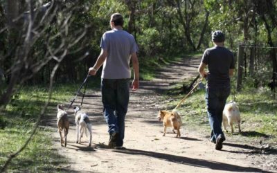 12 dog-friendly walks in Adelaide parks