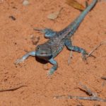 South Australian Herpetology Group