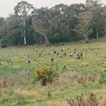 Friends of Woorabinda Bushland Reserves