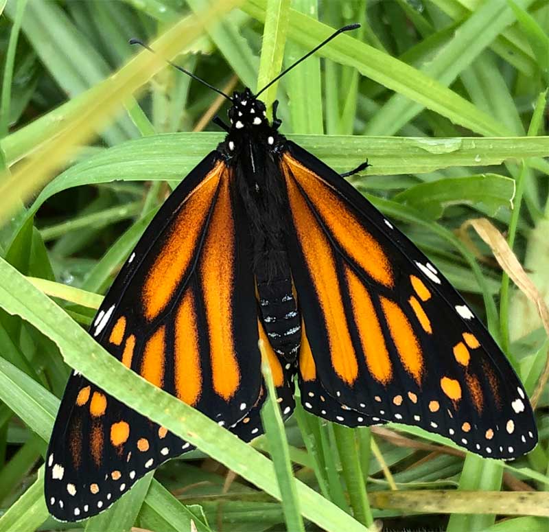 Monarch butterfly