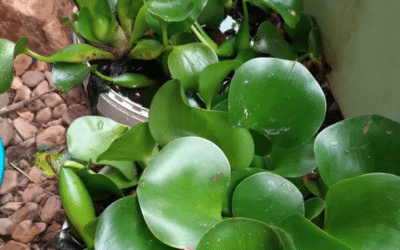 Help needed to trace a Water Hyacinth