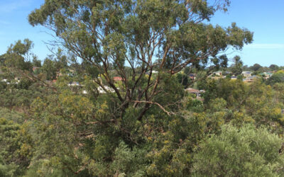 Can you help Friends of Sturt Gorge remove olives threatening old growth grey box eucalypt trees?