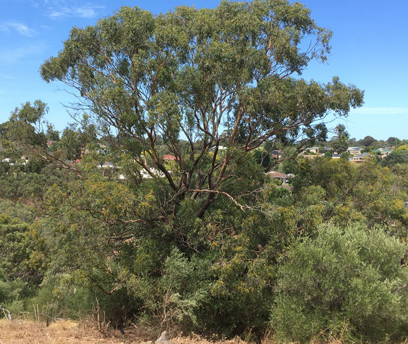 Can you help Friends of Sturt Gorge remove olives threatening old growth grey box eucalypt trees?