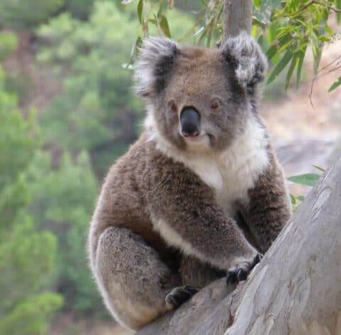 Would you like to Join the Big Koala Hunt in Belair National Park on ...