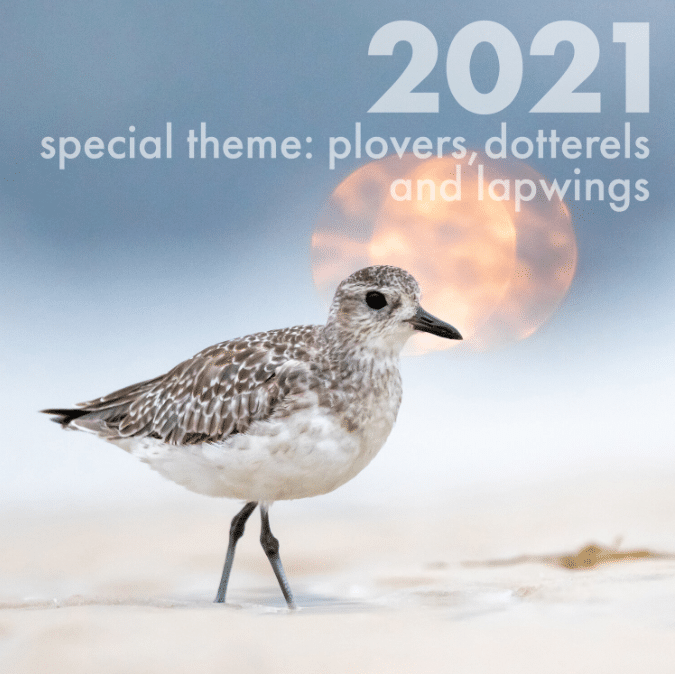 Birdlife Australia’s Photography Wards this year features the theme Plovers, Dotterels, and Lapwings. Entries close August 2nd!