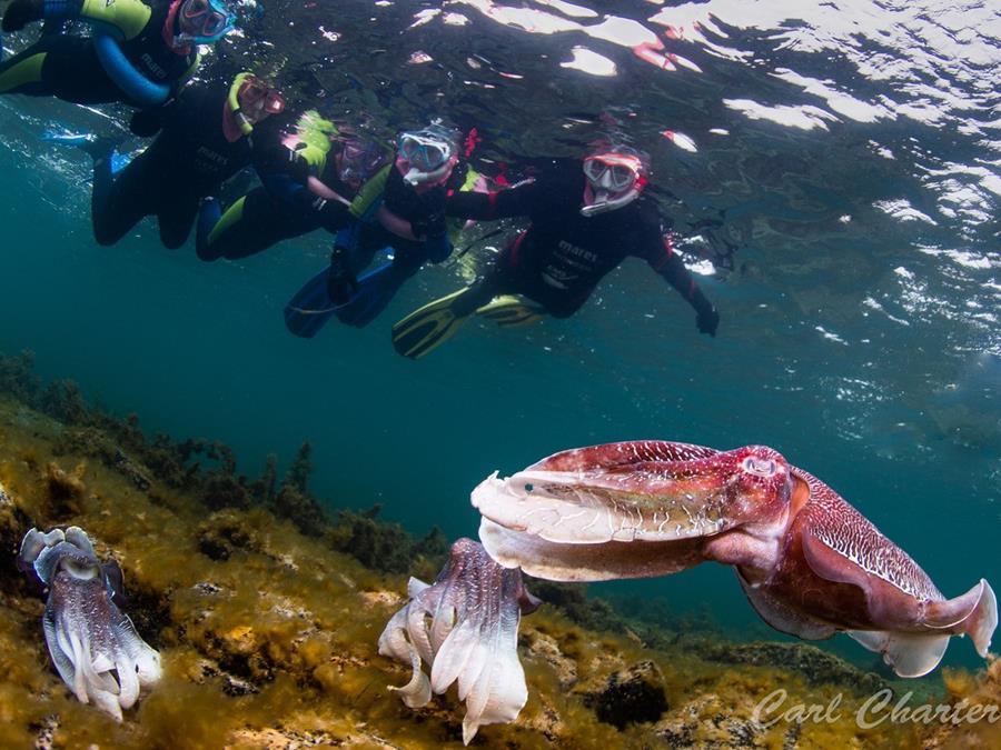 Have you ever wanted to snorkel with giant cuttlefish? Experiencing Marine Sanctuaries is offering this as a Park of the Month Activity in July!