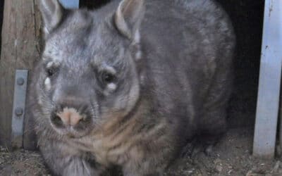 A successful wombat rescue leads to an artwork!