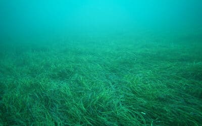 Adelaide Seagrass Restoration Project was reported in the Wall Street Journal this week. DEW’s Director Climate Change, Coasts and Marine, Neil McFarlane was interviewed as part of the story.