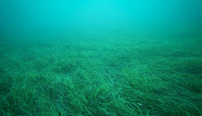 Adelaide Seagrass Restoration Project was reported in the Wall Street Journal this week. DEW’s Director Climate Change, Coasts and Marine, Neil McFarlane was interviewed as part of the story.