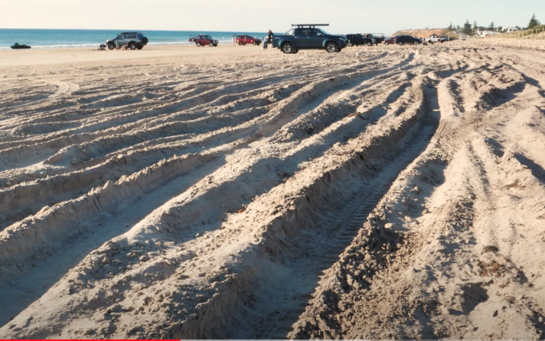 As we head into Summer, Birds SA looks at the effects of 4 wheel driving on beaches on our vulnerable shore-bird communities
