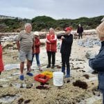 Friends of Seaweed – Limestone Coast