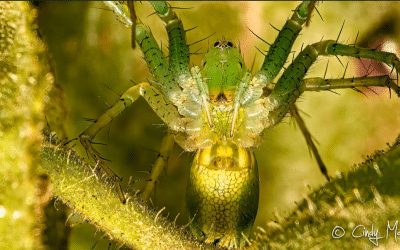 Nature Festival 2025 – Friend’s Events