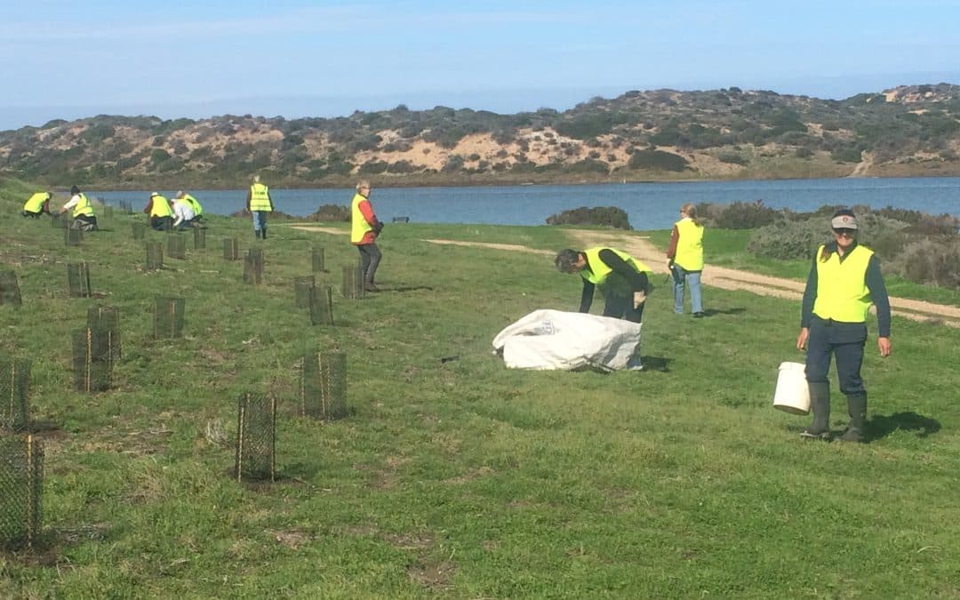 Friends’ tips: Friends of Coorong National Park